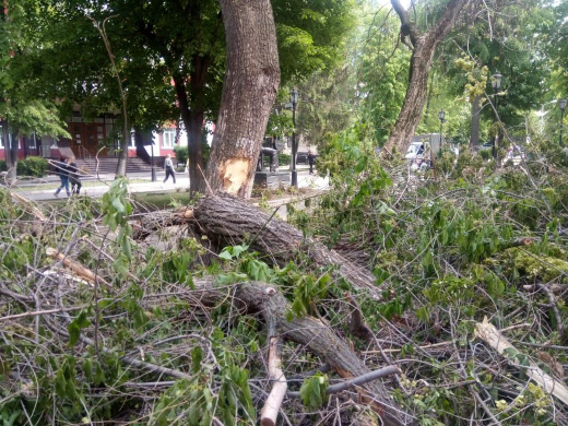 Спиленные деревья заметили у памятника Высоцкому в Воронеже