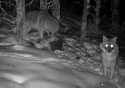 Азиатский шакал впервые попался в фотоловушку Хопёрского заповедника