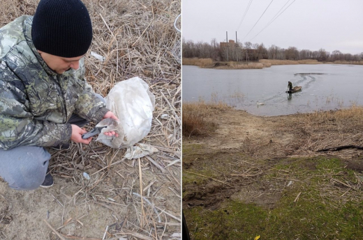 Лебедя спасли от смерти в ледяной воде под Воронежем