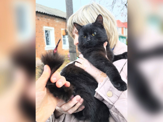 В Воронеже спасли кота, повисшего на проводах