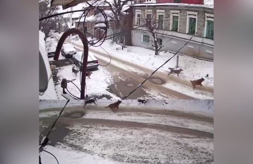 Стая агрессивных собак атаковала ребёнка в центре Воронежа