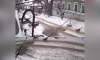Стая агрессивных собак атаковала ребёнка в центре Воронежа