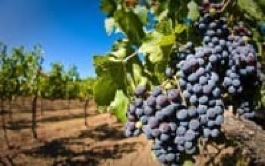 В этом году в Крыму рассчитывают на рекордный урожай винограда