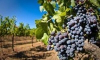 В этом году в Крыму рассчитывают на рекордный урожай винограда