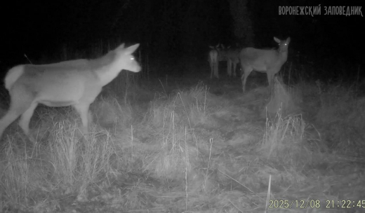 Олени и кабаны в поисках угощения попали в фотоловушку Воронежского заповедника