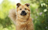В Москве ищут дом для 300 кошек и собак. Фестиваль WOOF даст возможность встретить новых четвероногих друзей