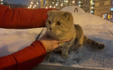Породистого кота в переноске выбросили на мусорку в Воронеже