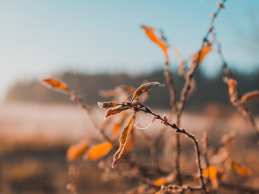 После аномального тепла в Воронеж резко придут морозы