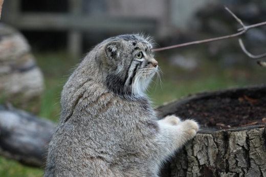 Термин «зажировка» внесли в словарь благодаря манулу Тимофею из Московского зоопарка