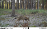 Охоту стаи волков впервые сняли на видео в Воронежском заповеднике