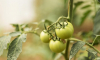 Гниль на томатах: как выглядит, причины и чем лечить растения