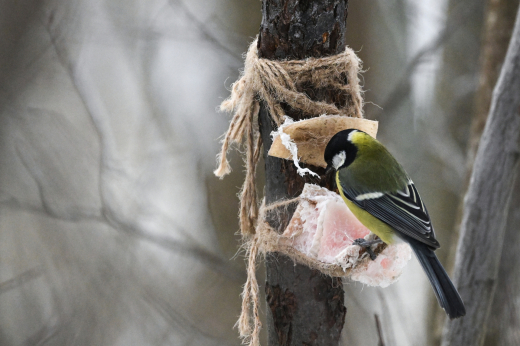 Москвичей призвали подкармливать птиц из-за прошедших снегопадов
