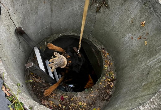 В Воронеже спасли ротвейлера, который провалился в люк