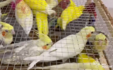 В аэропорту Жуковский таможенники нашли редких попугаев при проверке груза