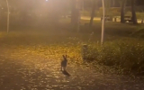 Заяц выбежал к людям в воронежском парке