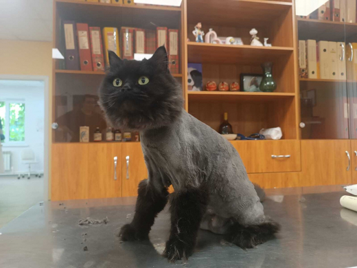 В Воронеже кошке сделали лечебную стрижку