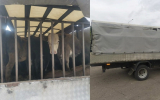 На трассе под Воронежем задержали 17 телят без документов
