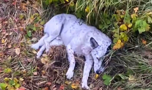 Воронежские инспекторы ГАИ спасли сбитую бездомную собаку