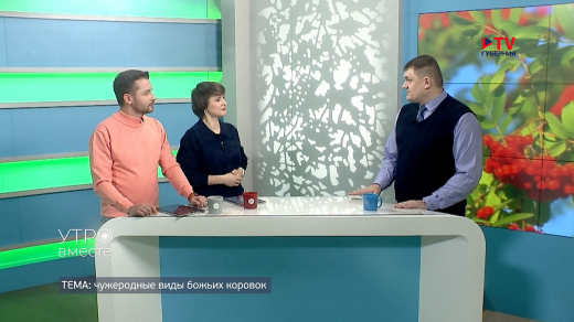 Опасные божьи коровки наводнили дома в Воронеже