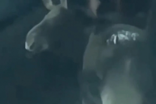 В подмосковном Королеве лось показал язык проезжавшим мимо него россиянам