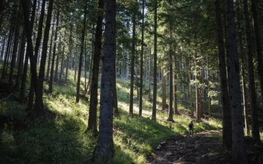 Воронежская прокуратура пресекла попытку формирования частной собственности на землях лесфонда