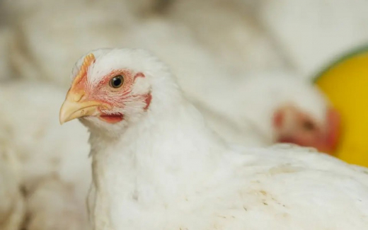 Россельхознадзор приостановил экспорт продукции тамбовской «Токаревской птицефабрики» из-за нарушений