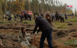 Под Воронежем на месте выгоревшего леса высадили 20 тысяч сосен