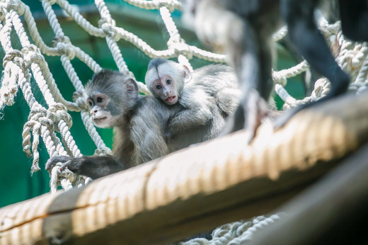 Детеныша редкого капуцина-плаксы из Московского зоопарка будут звать Норман