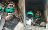 Мясо, шкуры и голова коровы: под Воронежем остановили автомобиль с жутким грузом