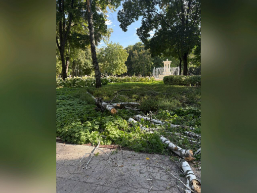 Большая ветка рухнула в парке в Воронеже