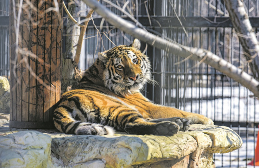 Усиленный рацион и теплые вольеры: как животные Воронежского зоопарка переживают морозы