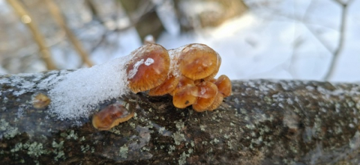 Воронежские грибники нашли опята и вешенки в февральском лесу
