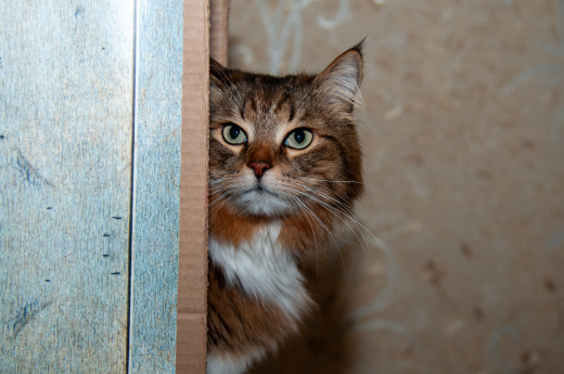 На юго-востоке Москвы соседи пожаловались на соседку, которая завела 15 кошек