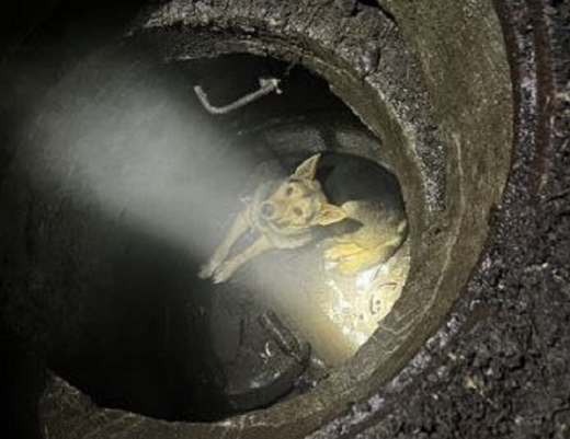 Воронежские спасатели вытащили собаку, которая провалилась в колодец