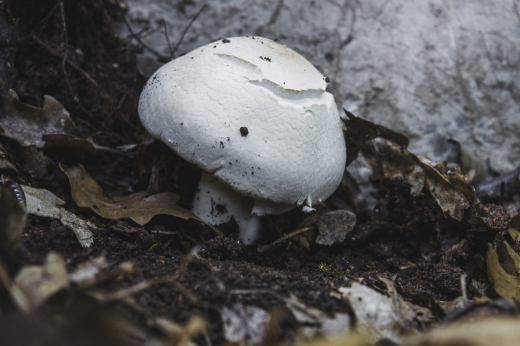 После отравления бледной поганкой живут не больше пяти лет? Врачи призвали не терять время