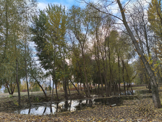 Дождливая и пасмурная рабочая неделя ожидает воронежцев