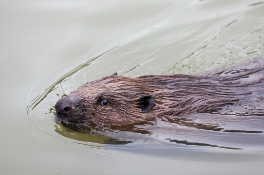 На западе Москвы около реки установили заграждения от бобров