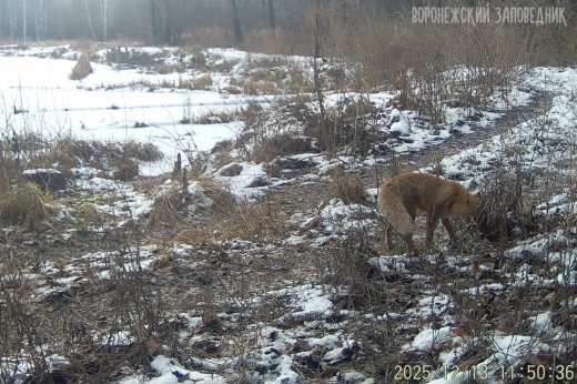 Воронежский заповедник показал, как его обитатели готовятся к Новому году