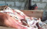 Грузовик с огромной партией нелегального мяса задержали в Воронежской области