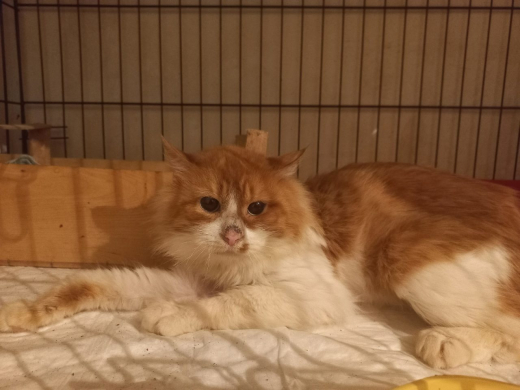 Коты, которые три дня прожили с мёртвой хозяйкой в Воронеже, впали в депрессию