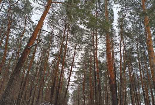 Прогноз погоды в Воронеже на среду, 7 января