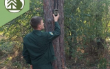 В лесах Воронежской области установят более 220 фотоловушек