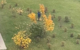 Гринч осени: дворник оборвала все листья с деревьев во дворе в Воронеже