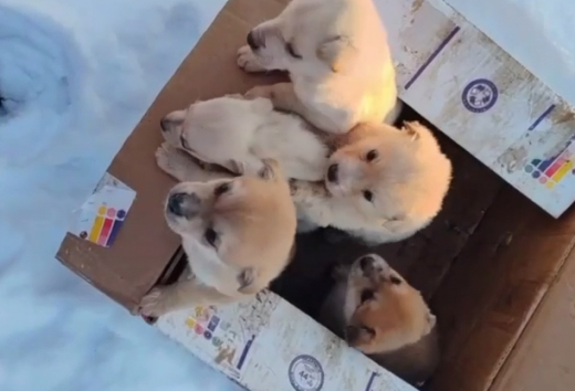 «Что у этих людей вместо сердца?»: коробку с замерзающими щенками нашли в воронежском лесу