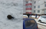 Похожий на гранату предмет обнаружили в Воронеже