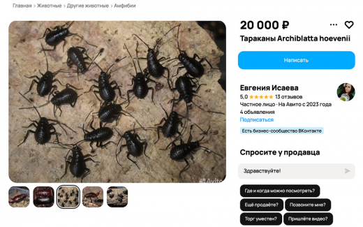 «Громко орут, плюются едкой жижкой». В продаже замечены опасные тараканы