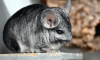 Московский суд запретил объявления о продаже шиншилл из-за их вымирания