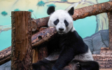Панда Катюша из Московского зоопарка покачалась на качелях