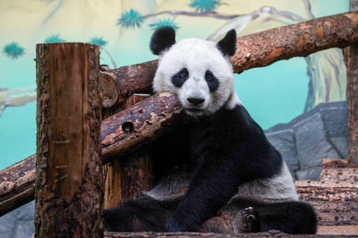 Панда Катюша из Московского зоопарка покачалась на качелях