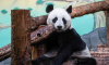 Панда Катюша из Московского зоопарка покачалась на качелях